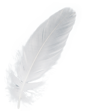 feather1